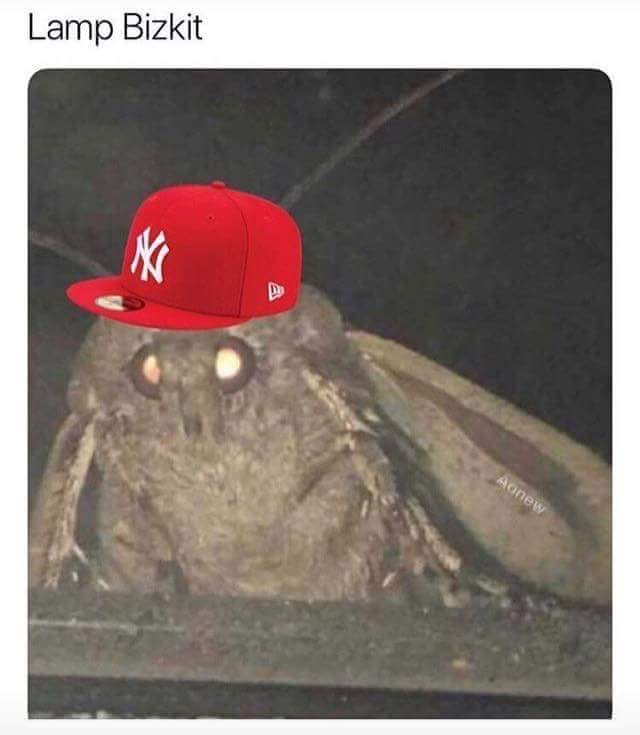 24 Moth Memes That Are Simply Drawn to the Light (And You’ll Be Too!) 6 Lamp Bizkit - moth memes
