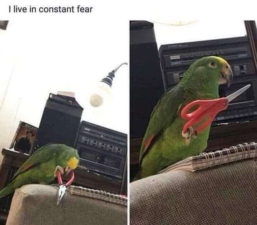 20 Memes to Laugh at Instead of Your Life Choices 10 Live in constant fear