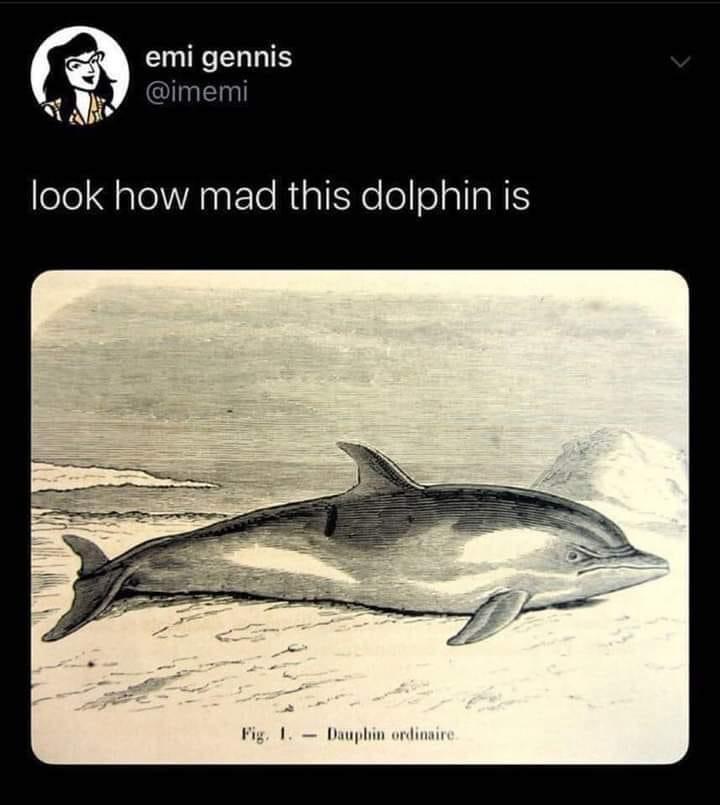 12 Memes That Will Instantly Improve Your Day (Or Night) 3 Look how mad this dolphin is