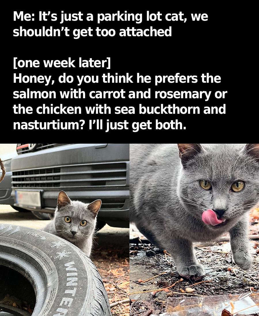 20 Furry Cat Memes That Might Just Be the Key to Happiness 8 Parking lot cart - Furry Cat Memes