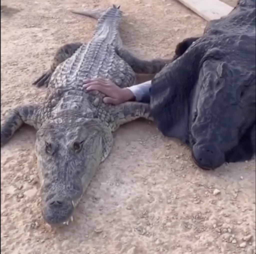34 Epic “Why Women Live Longer Than Men Memes" 33 Plating with crocodile