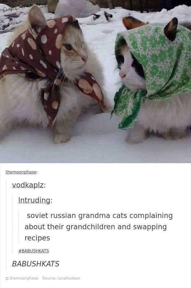 15 Memes That Are Basically the Definition of Random Humor 13 Russian grandma cats