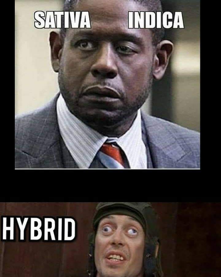 35 Hilarious Stoner Memes That Will Make Everyone Cough Up A Lung 32 Sativa indica