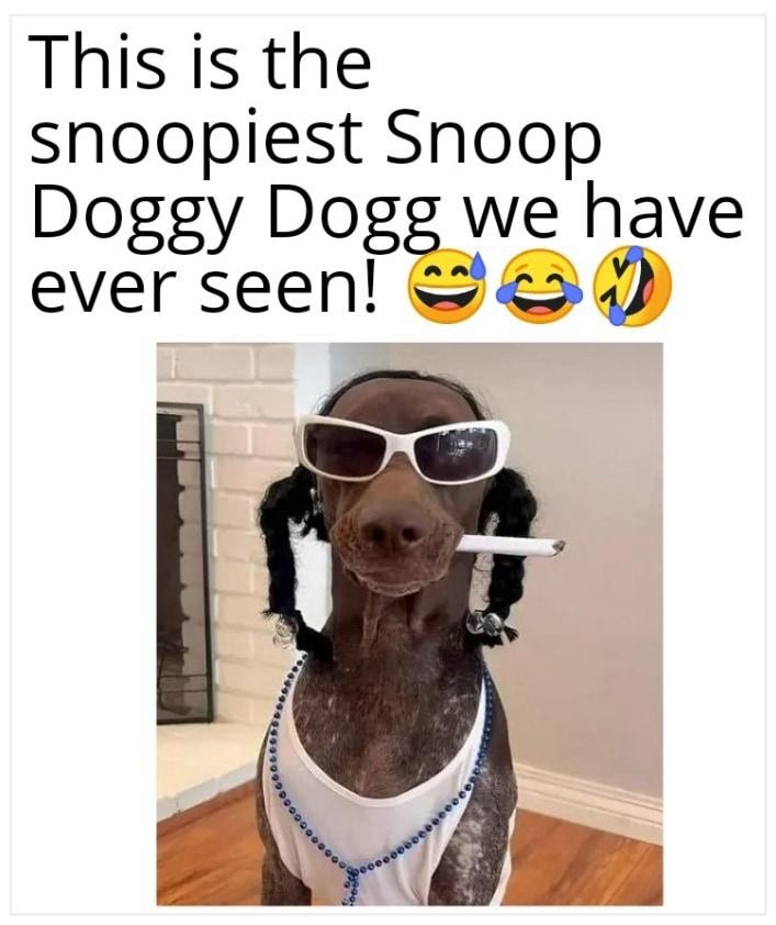 25 Memes That Could Change Your Life (Probably Not) 15 Snoopiest snoop doggy dog