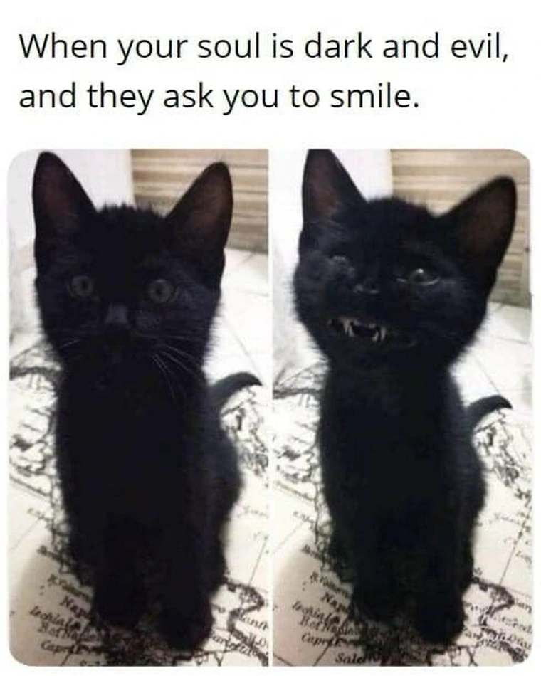 20 Furry Cat Memes That Might Just Be the Key to Happiness 12 Soul id dark - Furry Cat Memes