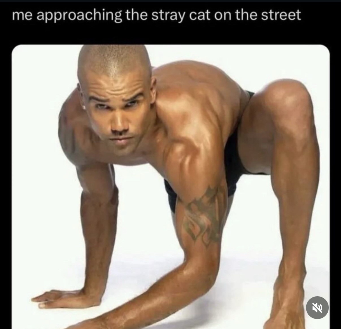 24 Memes That Shouldn’t Be This Funny (But Are) 18 Spproaching the stray cat