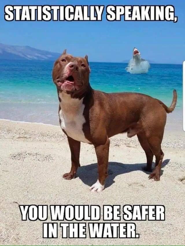 25 Pit Bull Memes for a Dose of Canine Comedy 25 Statistically speaking