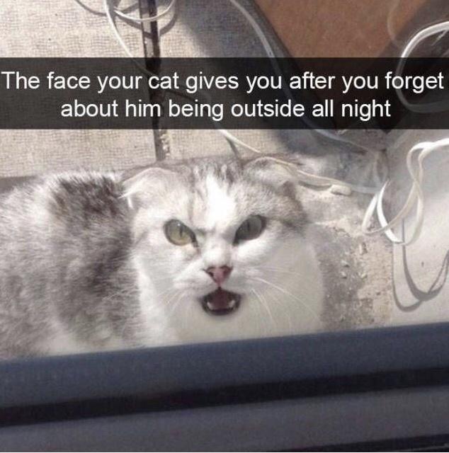 20 Furry Cat Memes That Might Just Be the Key to Happiness 14 The face your cat gives you - Furry Cat Memes