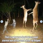 40 Silly Animal Memes That’ll Have You Saying "I’m Not Lion, These Are Hilarious" 44 This is why you dont blast - silly animal memes - FG