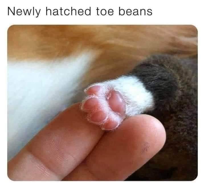 15 Memes to Scroll Through Faster Than a Blink 12 Toe beans