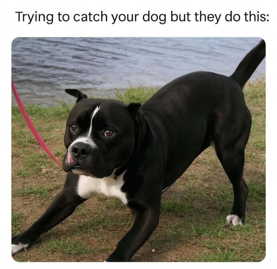 25 Funniest Dog Memes That Bark Up the Right Tree 27 Trying to catch your dog