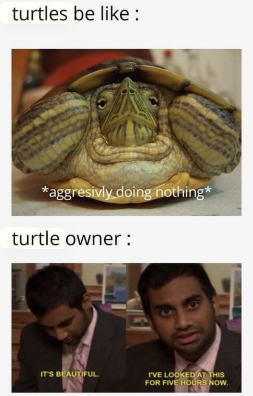 25 Memes That Will Make Your Brain Take a Vacation 24 Turtles be like