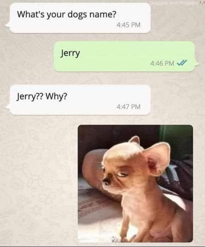 35 Sarcastic Memes Because Killing People Is Illegal 33 WHats your dogs name
