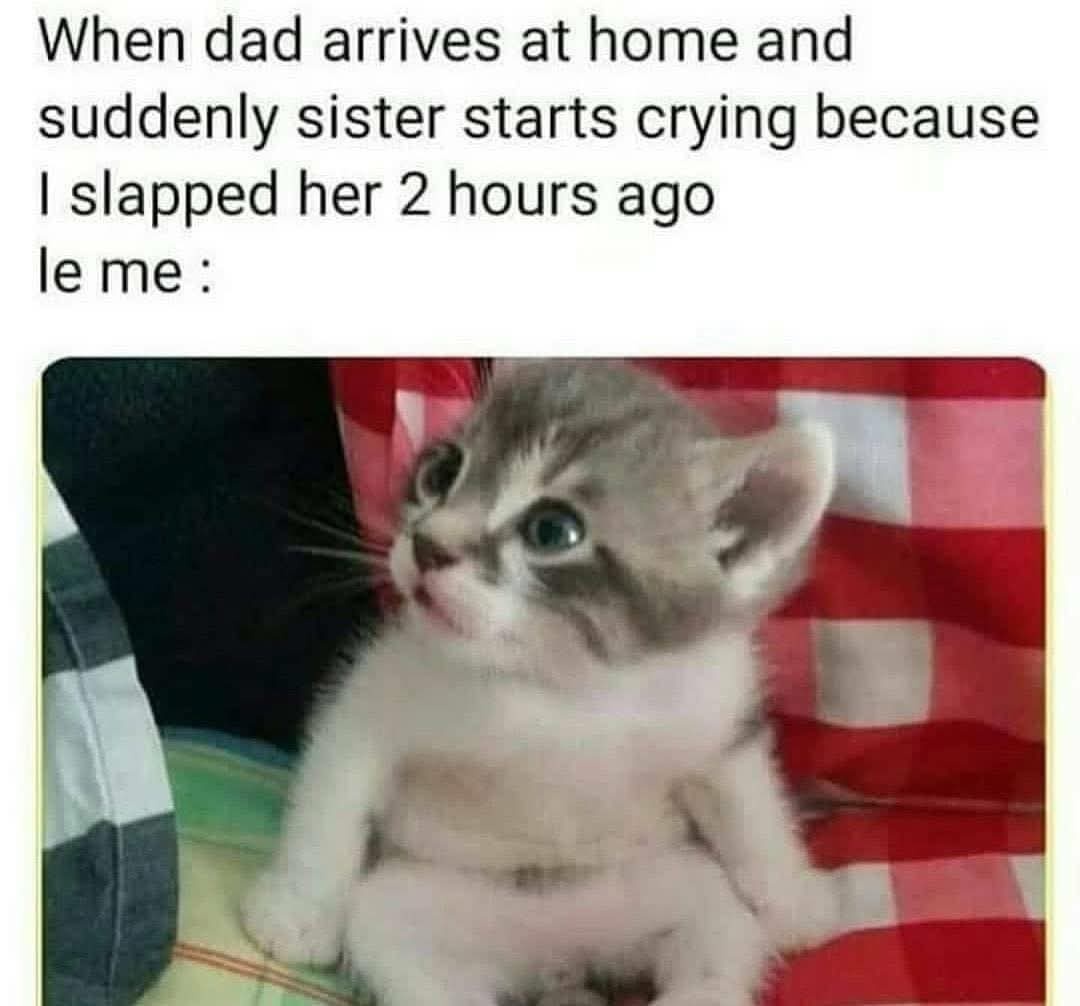25 Funny Cats Who Make Every Day a Laughing Matter 25 When dad arrives home