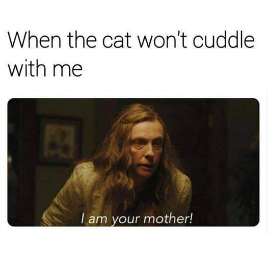 17 Memes for When Life Makes Zero Sense (But the Internet Does) 15 When the cat wont cuddle