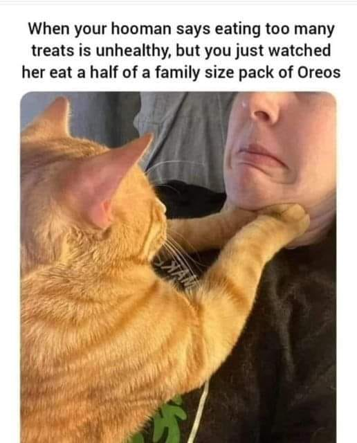 20 Furry Cat Memes That Might Just Be the Key to Happiness 20 When your human says - Furry Cat Memes