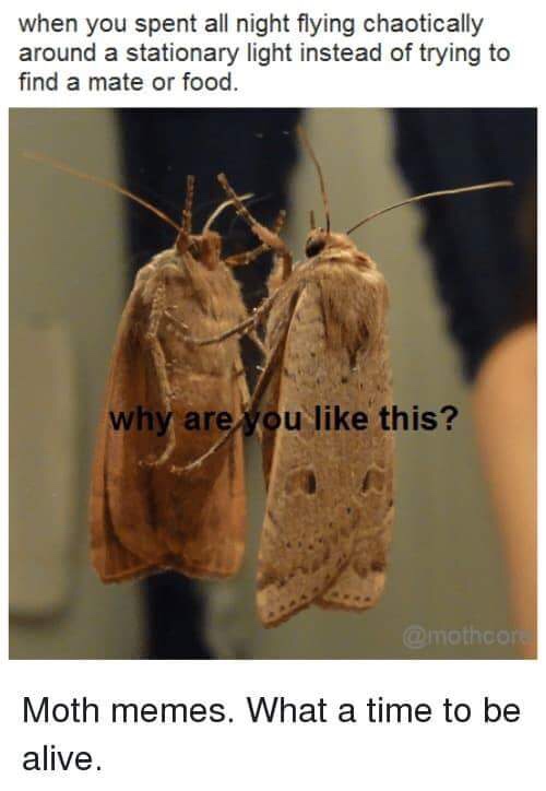 24 Moth Memes That Are Simply Drawn to the Light (And You’ll Be Too!) 23 Why are you like this - moth memes