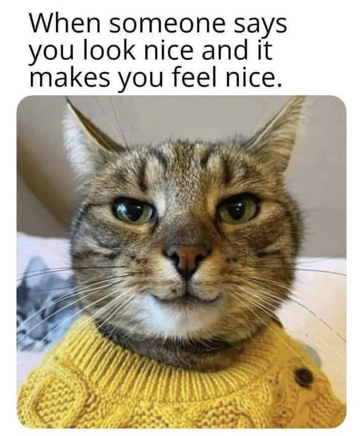 20 Memes That Are Totally Off the Wall (and Still Hilarious) 19 You look nice