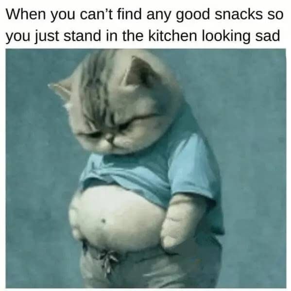 35 Cat Humor Memes: A Prescription for Instant Smiles 31 ant find any good snacks