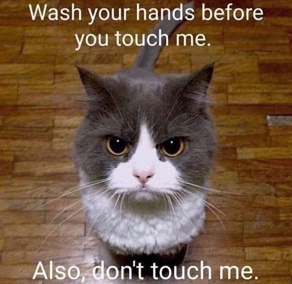 35 Cat Humor Memes: A Prescription for Instant Smiles 32 ash your hands