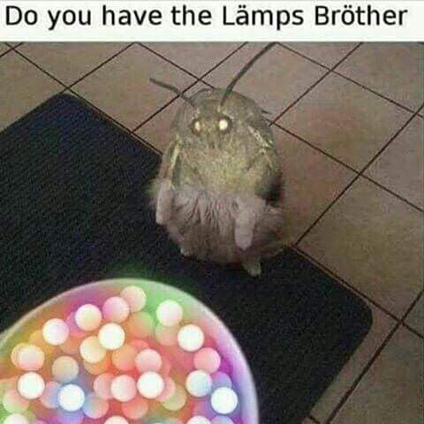 24 Moth Memes That Are Simply Drawn to the Light (And You’ll Be Too!) 2 do you have lamps - moth memes