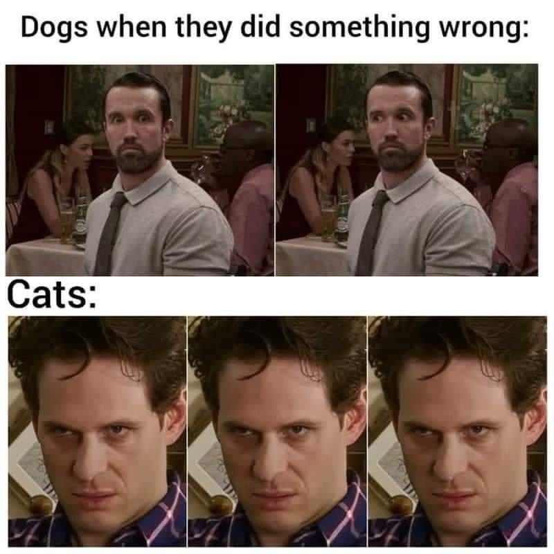 21 Memes to Make the Most of Your Extra Hour from Daylight Savings! 5 dogs when they did something wrong