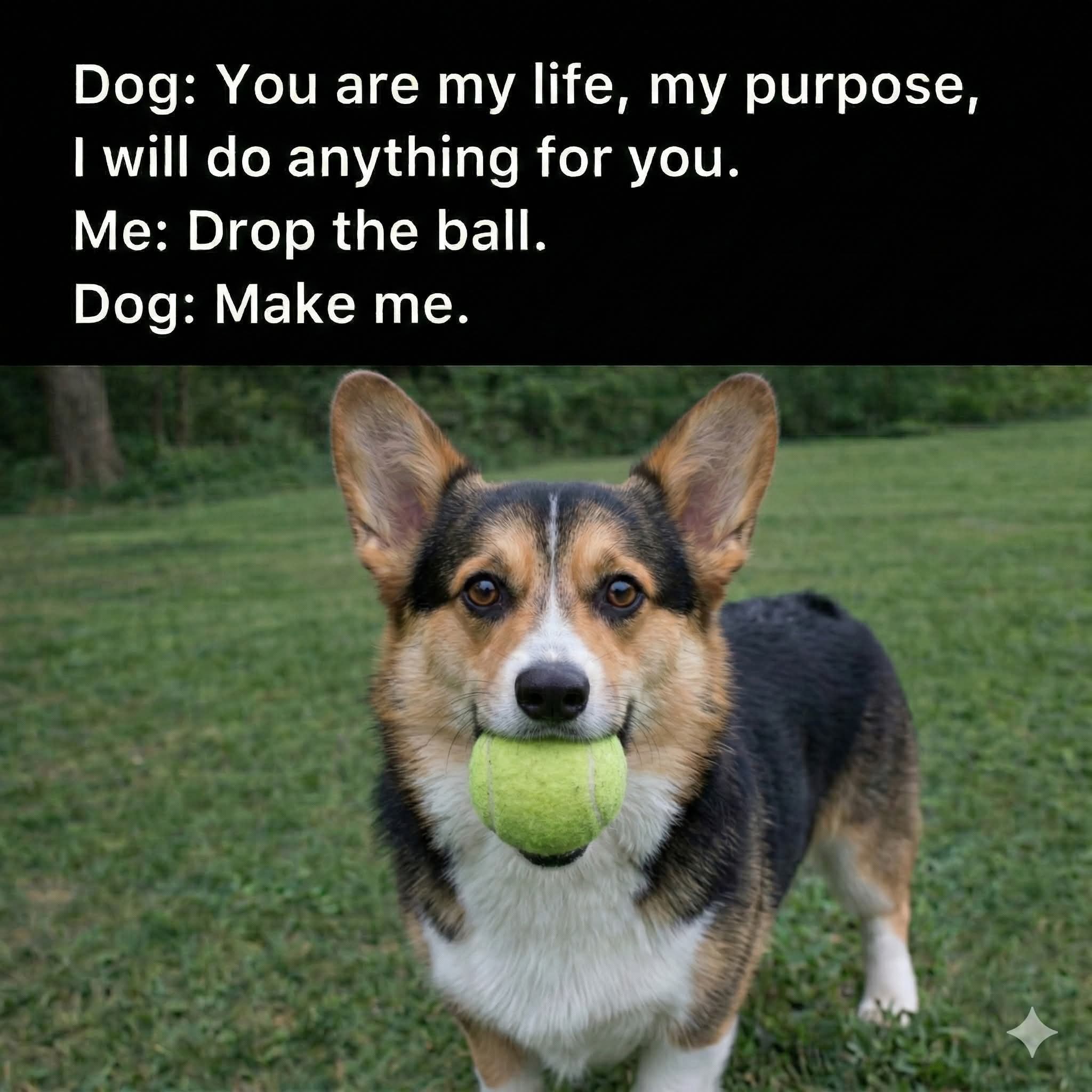 25 Funniest Dog Memes That Bark Up the Right Tree 24 drop the ball