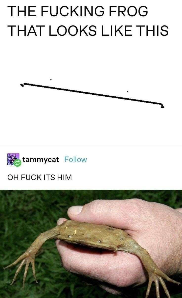 20 Memes That Are as Random as Your Midnight Thoughts 6 frog looks like him