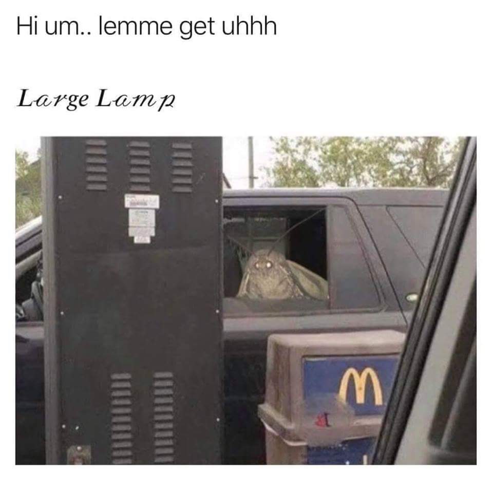 24 Moth Memes That Are Simply Drawn to the Light (And You’ll Be Too!) 9 large amp - moth memes