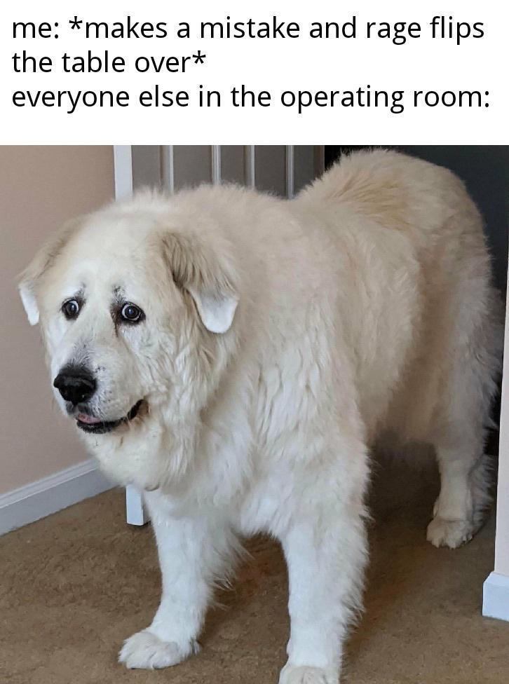 15 Memes That Are Basically the Definition of Random Humor 9 makes a mistake