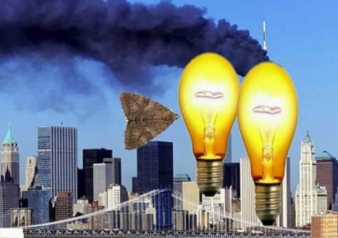 24 Moth Memes That Are Simply Drawn to the Light (And You’ll Be Too!) 11 moth 911 - moth memes