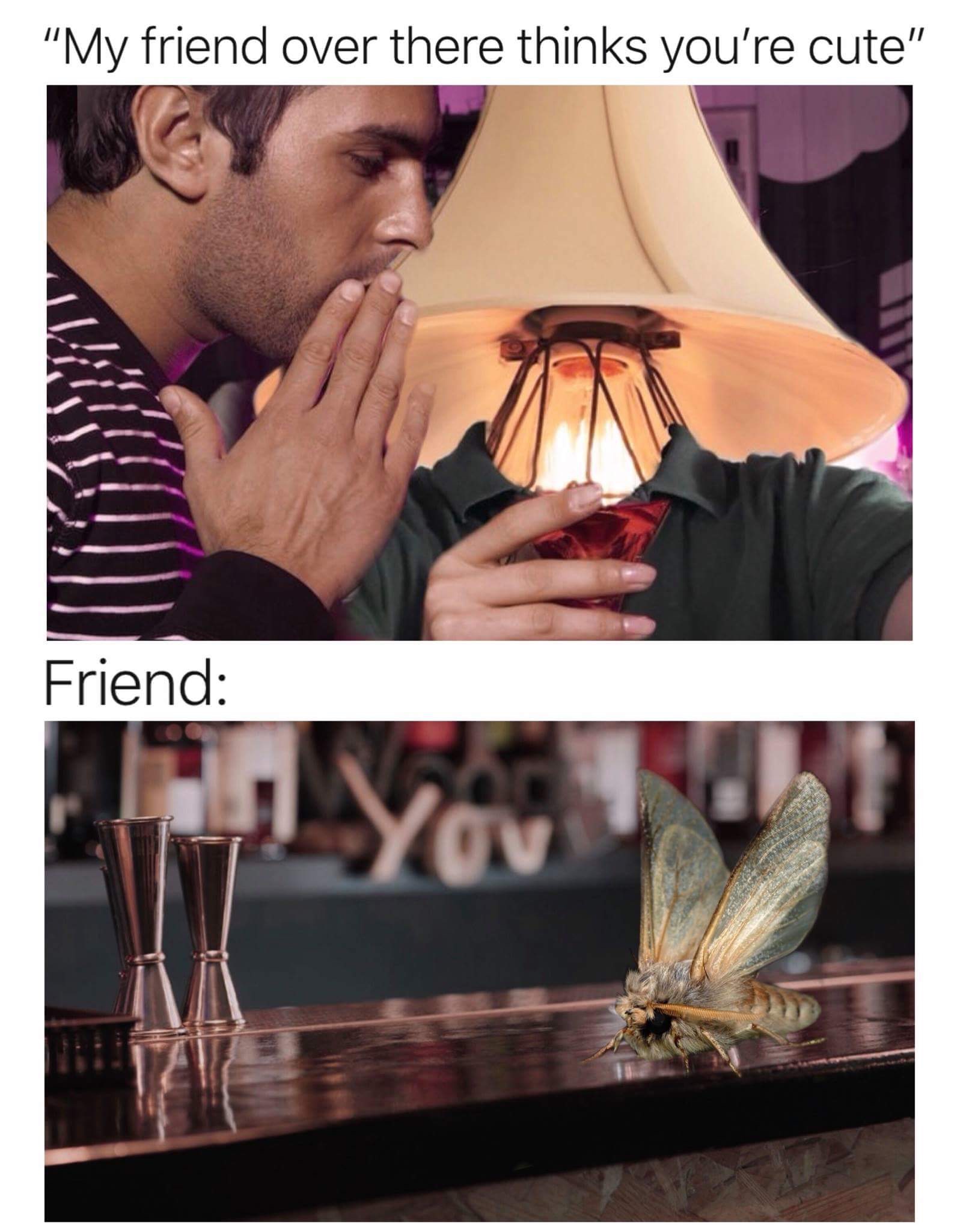 24 Moth Memes That Are Simply Drawn to the Light (And You’ll Be Too!) 14 my friend over there - moth memes