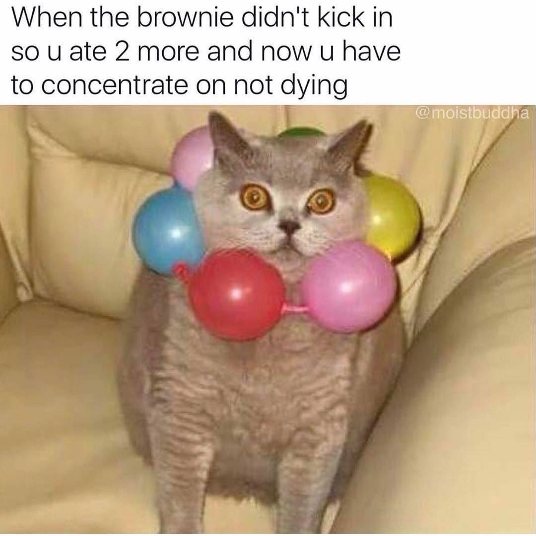 20 Furry Cat Memes That Might Just Be the Key to Happiness 5 ownie
