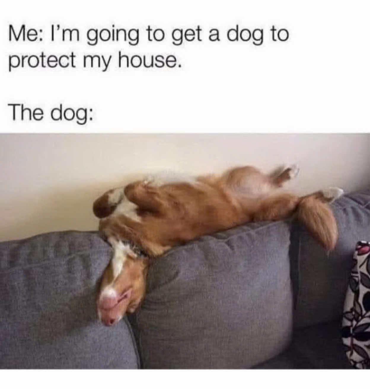 25 Funniest Dog Memes That Bark Up the Right Tree 26 protect my house
