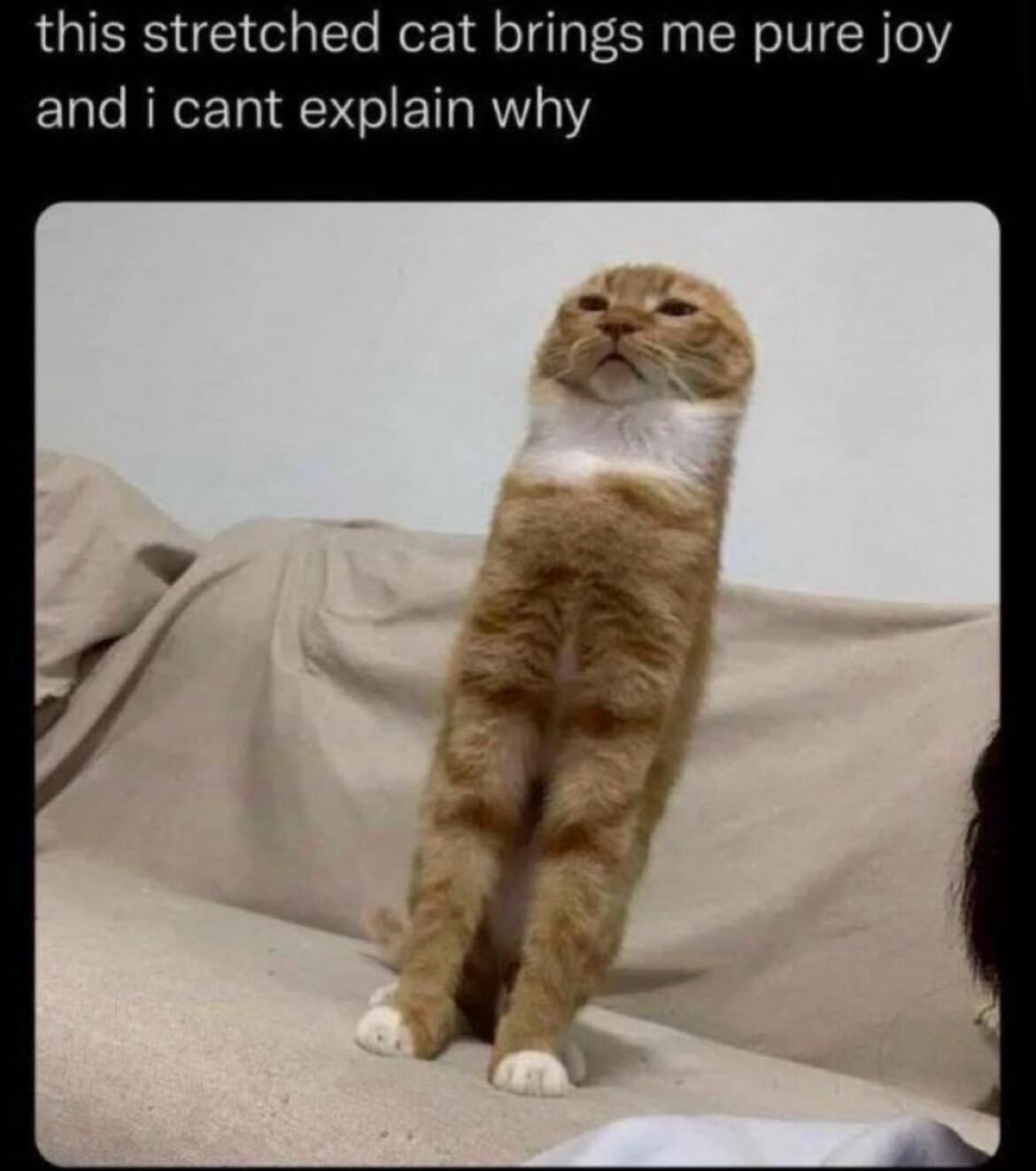 25 Memes You’ll Pretend You Didn’t Find Funny 19 Stretched cat