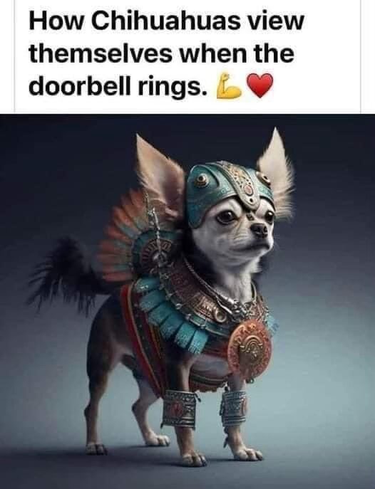 20 Memes That Are Basically the Definition of Instant Amusement 8 How chihuahuas view themselves