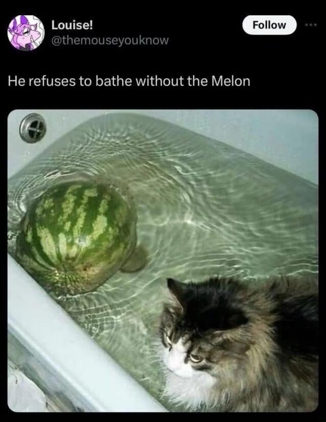 20 Memes That Will Leave You Amused and Slightly Confused 14 Refuses to bath