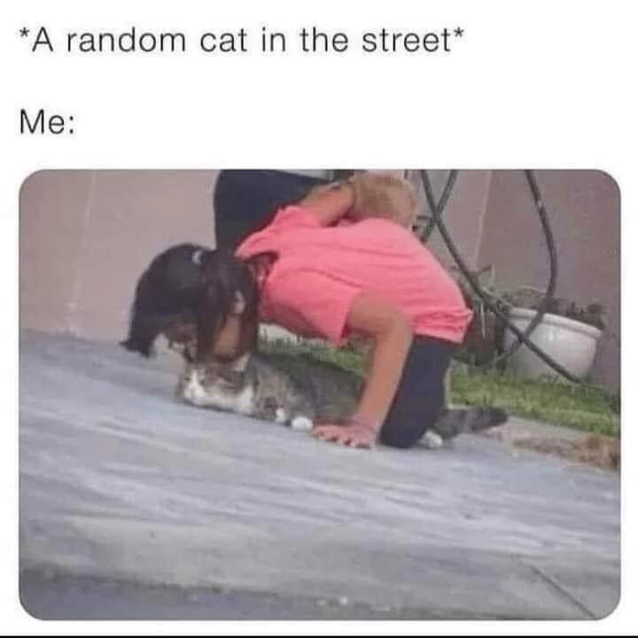 22 Memes to Distract You from Literally Everything 1 A random cat in street