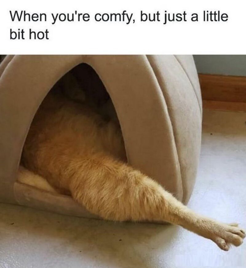 20 Furry Cat Memes That Are Basically Cat Philosophy 101! 19 When youre comfy - Furry Cat Memes