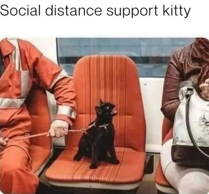 20 Furry Cat Memes That Are Basically Cat Philosophy 101! 13 Social distance support kitty - Furry Cat Memes