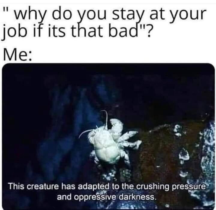 22 Memes That Are Pure Chaos (In the Best Way Possible) 22 Why do you stay at your job