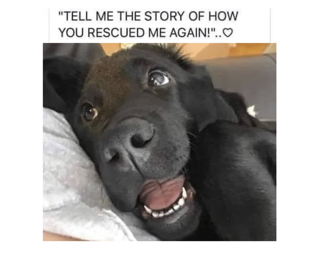 Cheeky Dog Memes