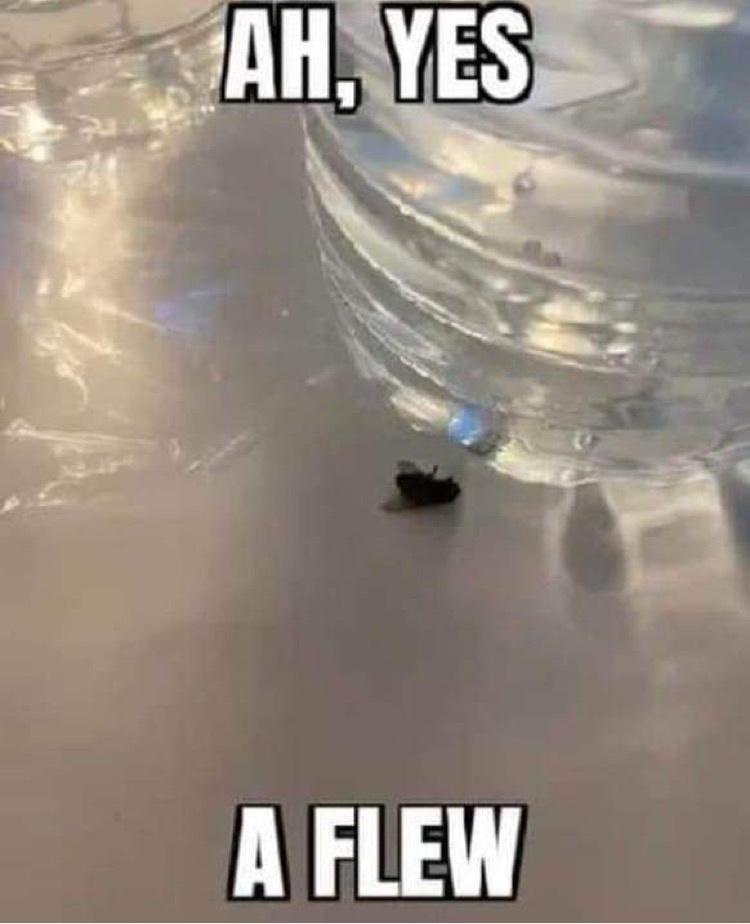 23 Memes That Are Neither Here Nor There, But Hilarious Anyway 1 A flew