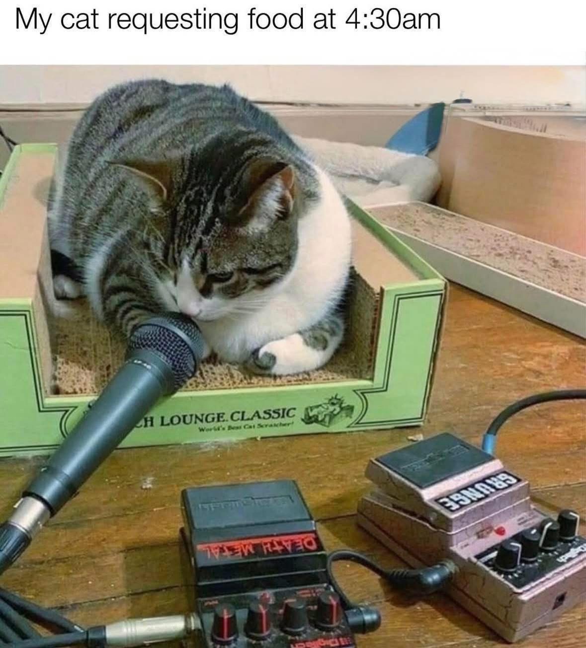 29 Memes That Exist in a Place Where Logic Is Optional 24 Cat requesting food