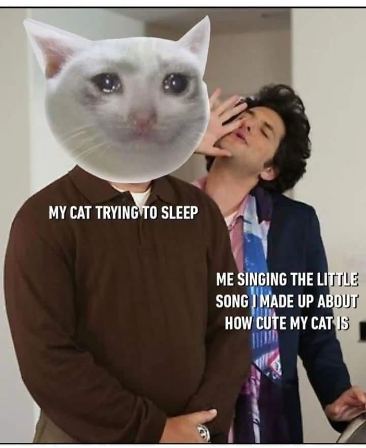 20 Memes Floating in a Sea of Nonsense 5 Cat trying to sleep