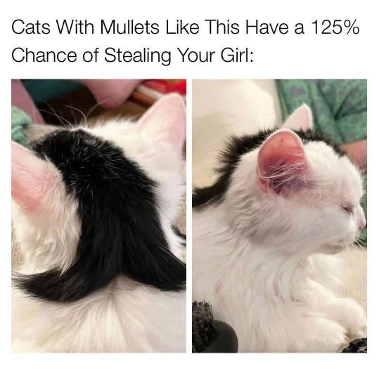 20 Memes That’ll Make You Wonder If They’re About You 2 Cats with mullets