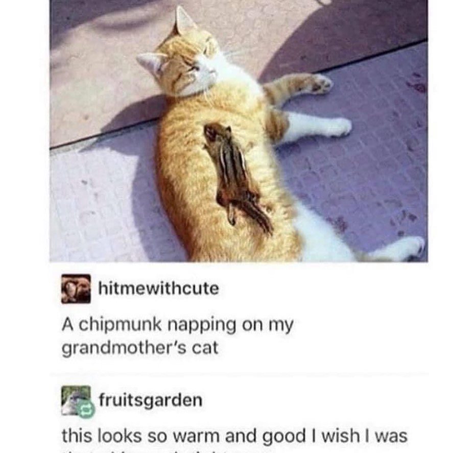 20 Funny Caturday Memes You’ll Regret Not Clicking On 5 Chipmunk napping - Funny Caturday Memes