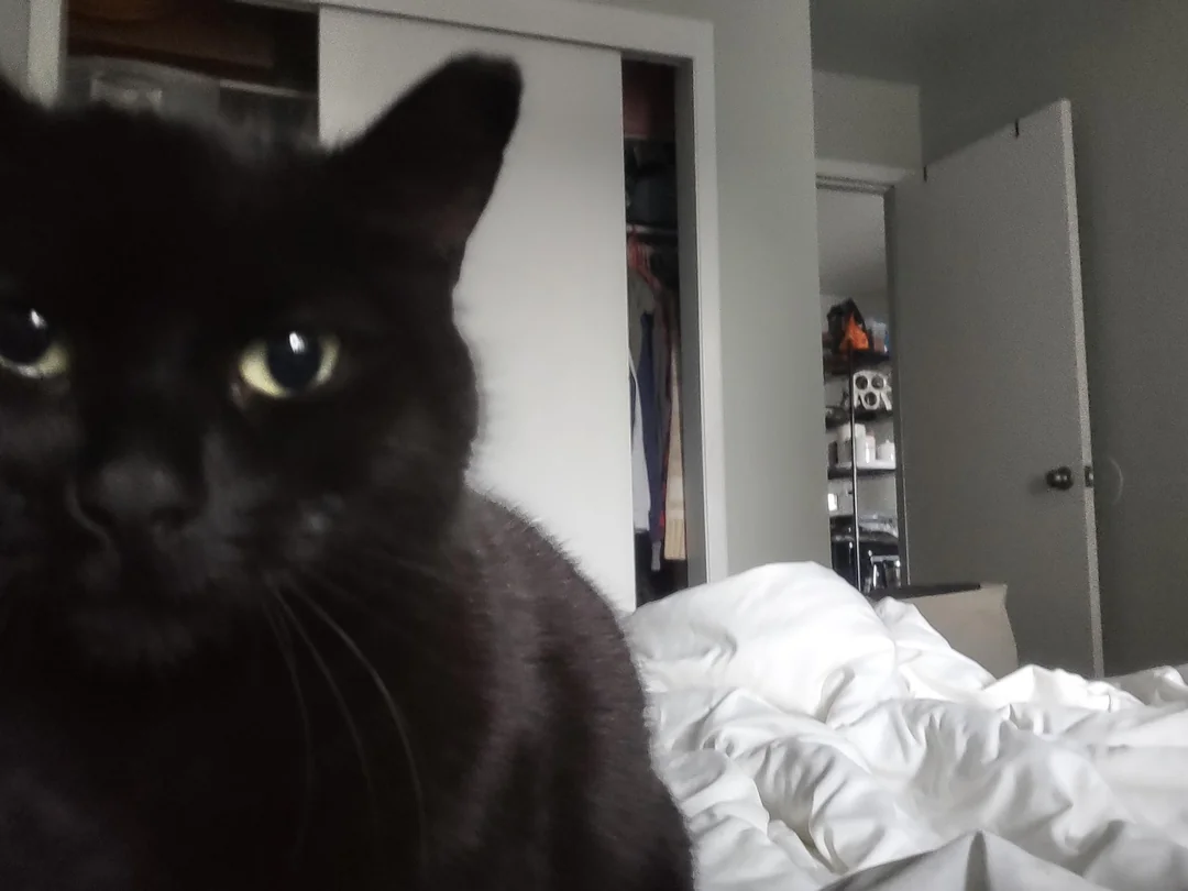 Does your cat ever just invade your personal space like this?