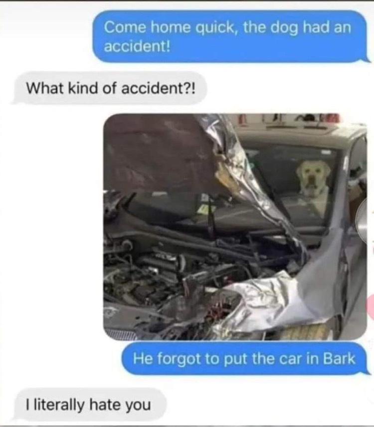 23 Memes That Are Neither Here Nor There, But Hilarious Anyway 6 Dog had accident