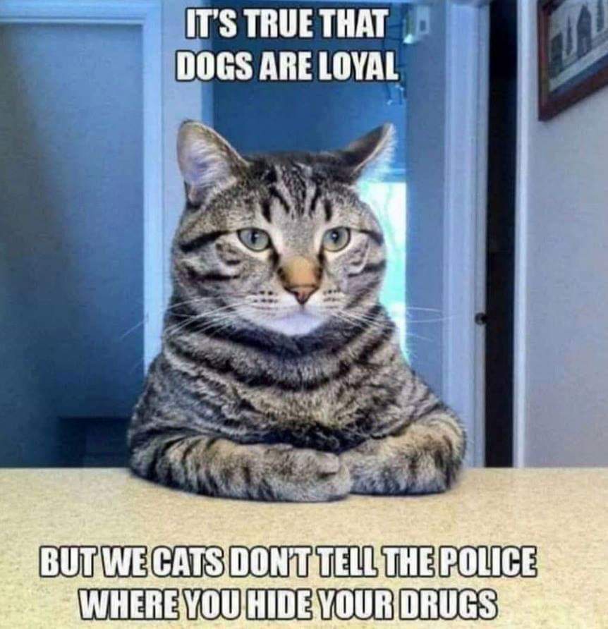 20 Memes That Could Be Art or Nonsense (You Decide) 4 Dogs are loyal
